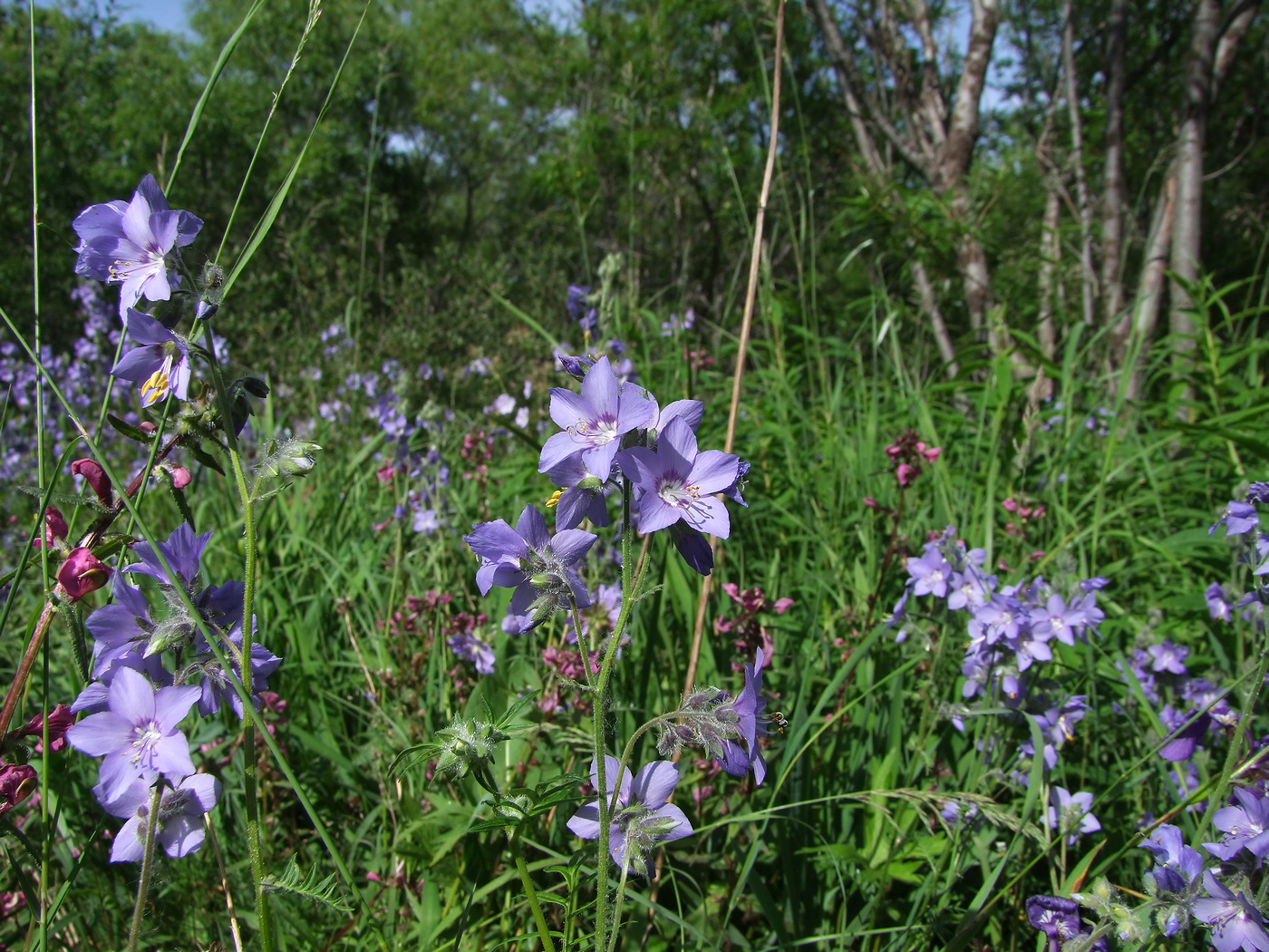 Изображение особи Polemonium acutiflorum.