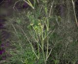 Foeniculum vulgare