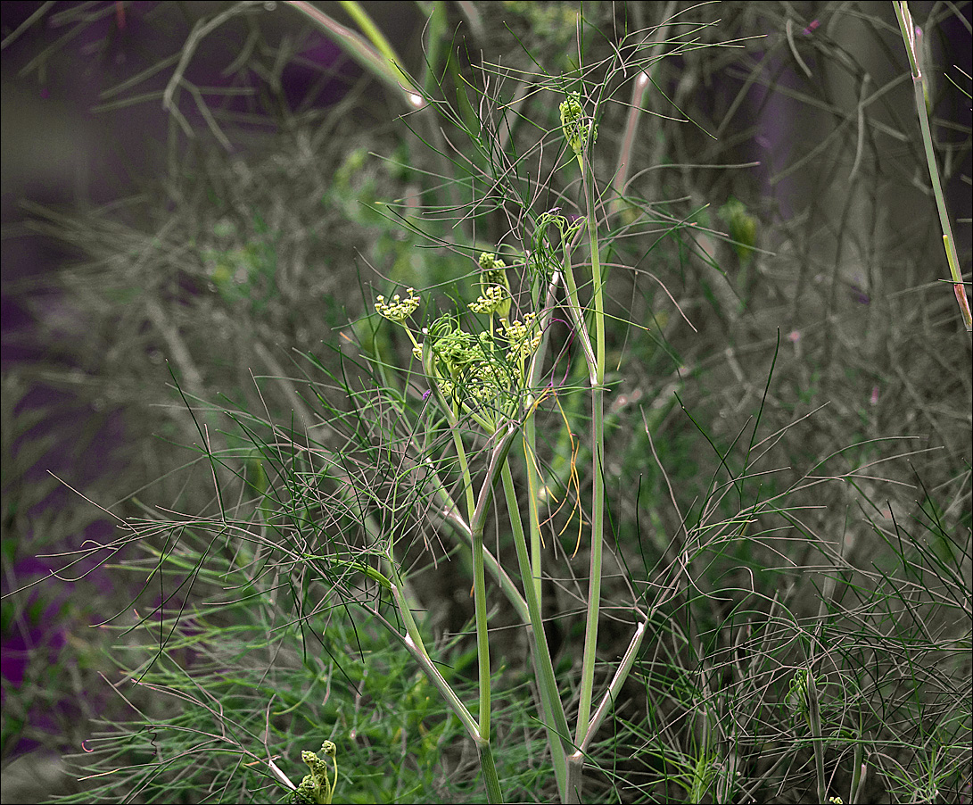 Image of Foeniculum vulgare specimen.