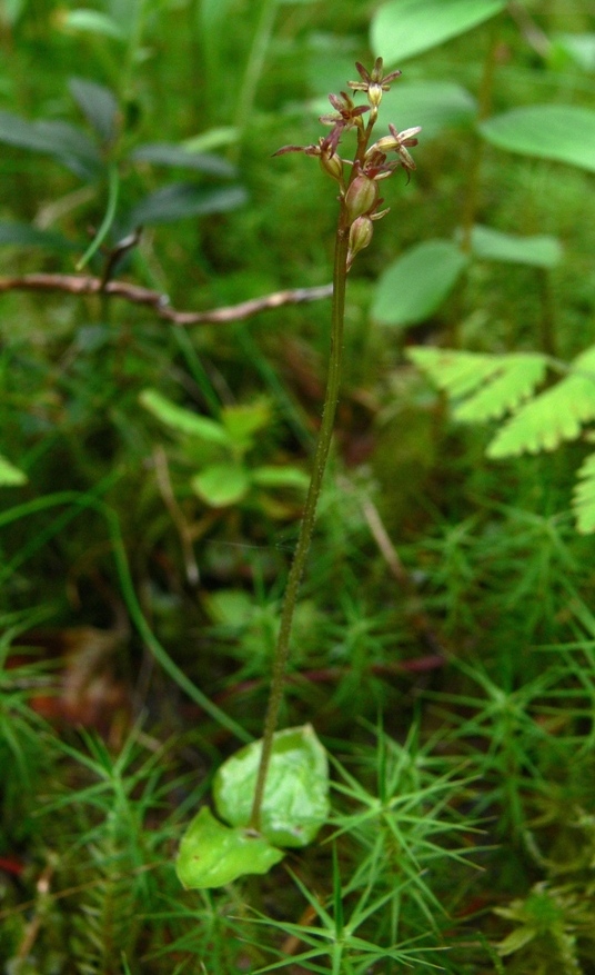 Image of Listera cordata specimen.