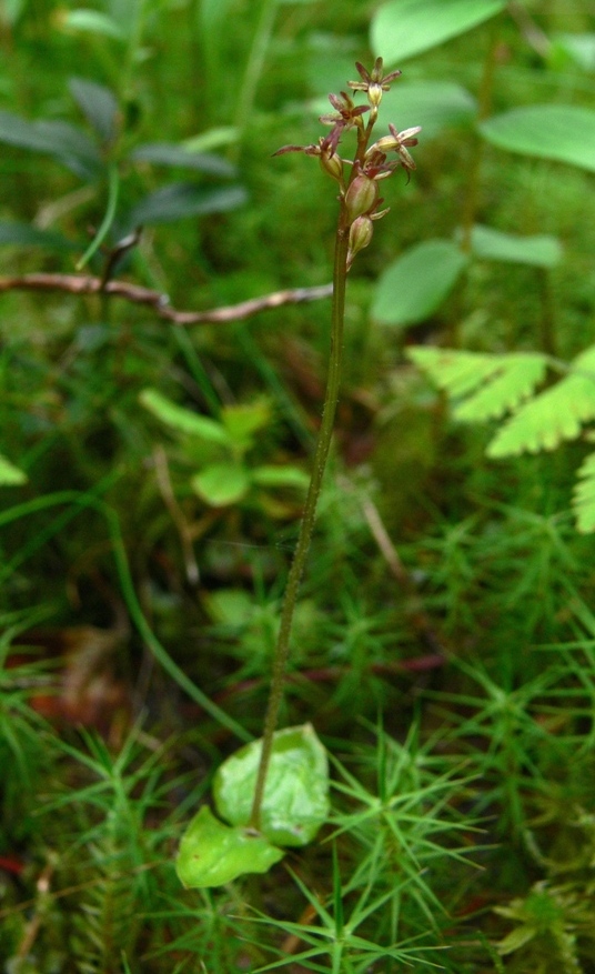 Изображение особи Listera cordata.