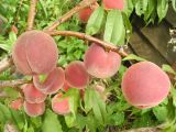 Persica vulgaris