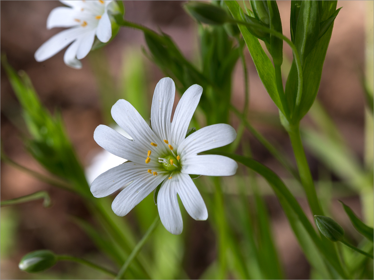 Изображение особи Stellaria holostea.