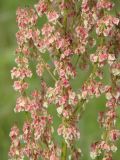 Rumex aquaticus