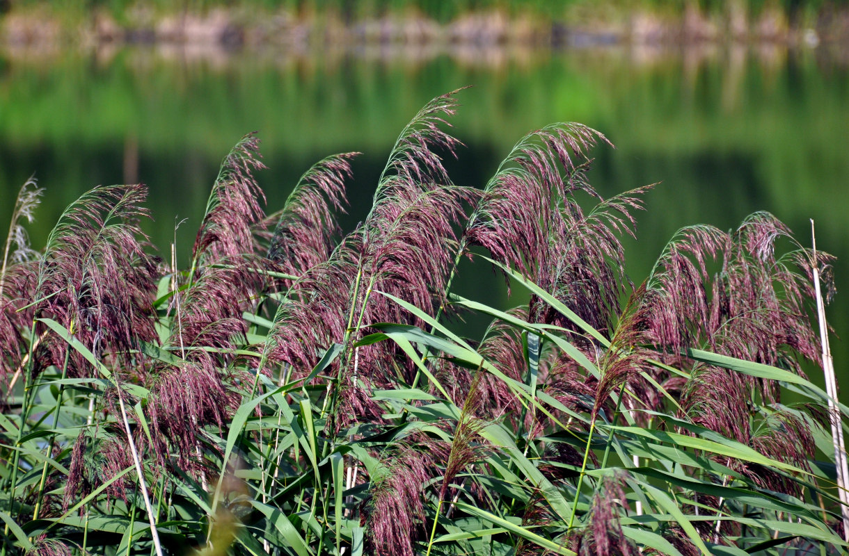 Image of Phragmites australis specimen.