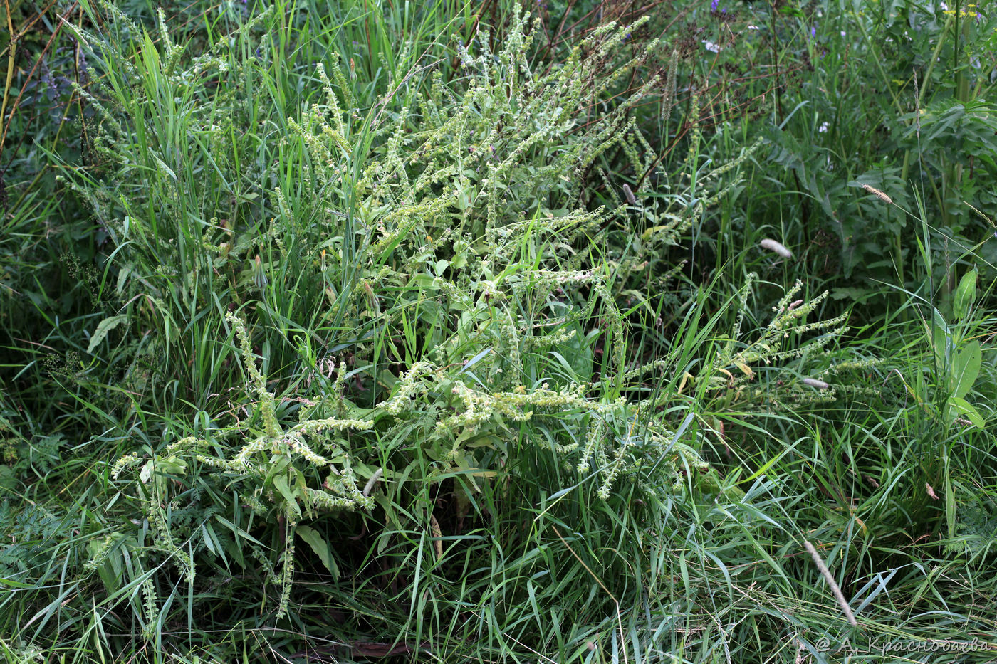 Image of Cynoglossum officinale specimen.