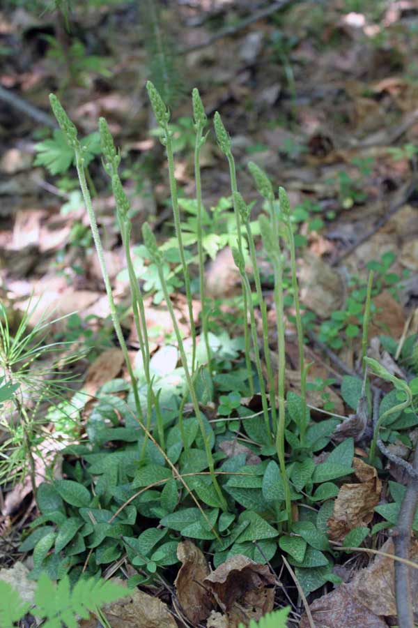 Изображение особи Goodyera repens.