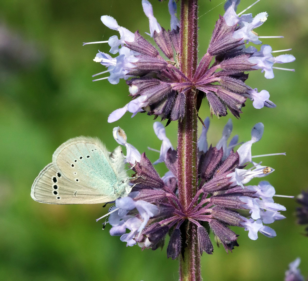 Изображение особи Salvia verticillata.