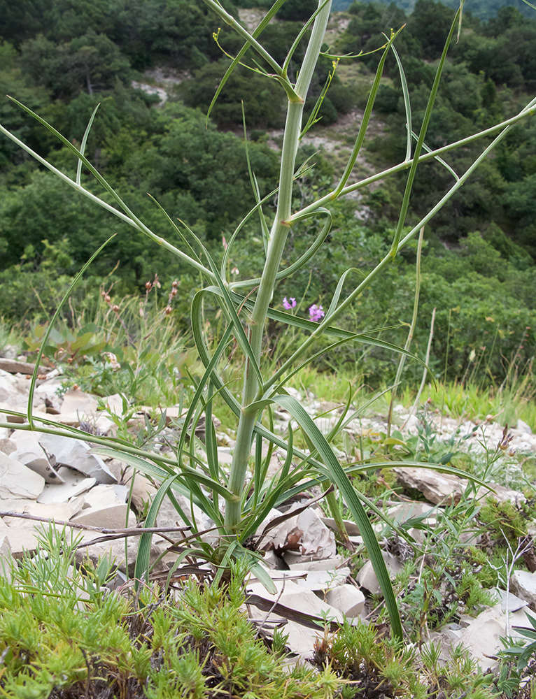 Image of Bupleurum woronowii specimen.