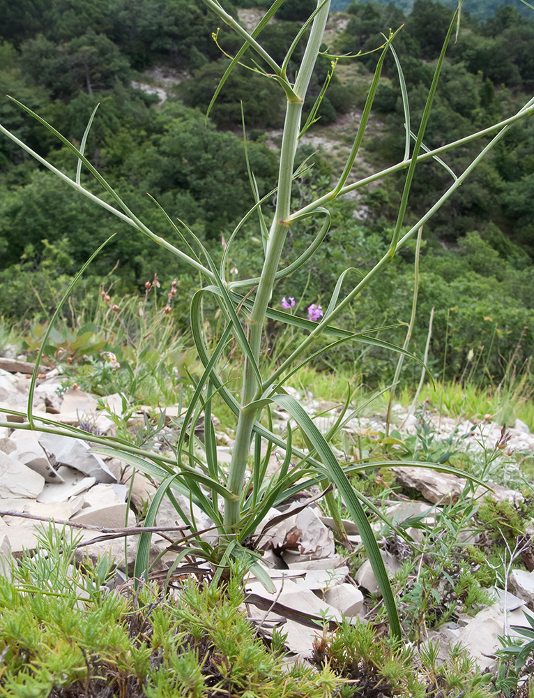 Изображение особи Bupleurum woronowii.