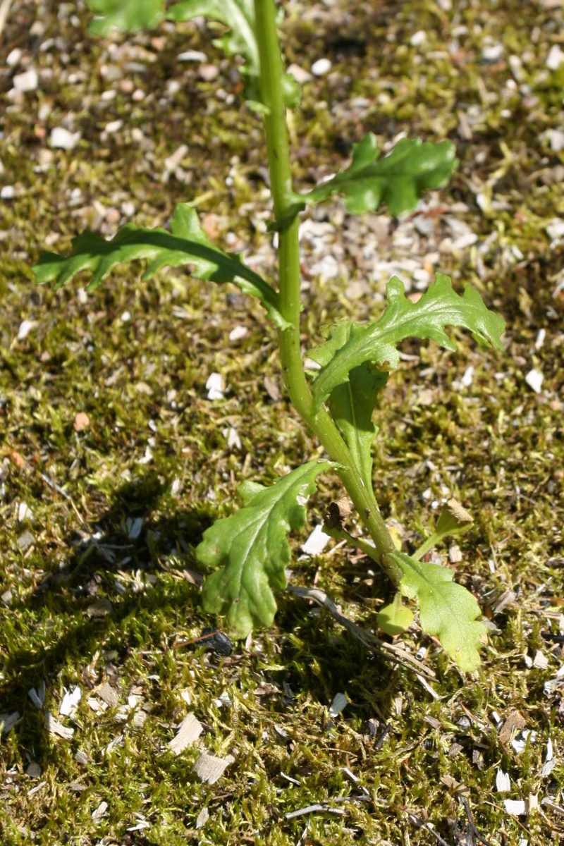 Изображение особи Senecio vulgaris.