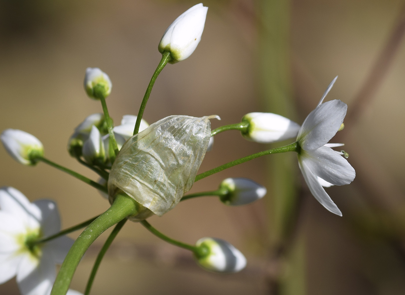 Изображение особи Allium neapolitanum.