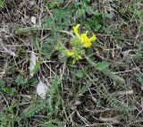 род Astragalus