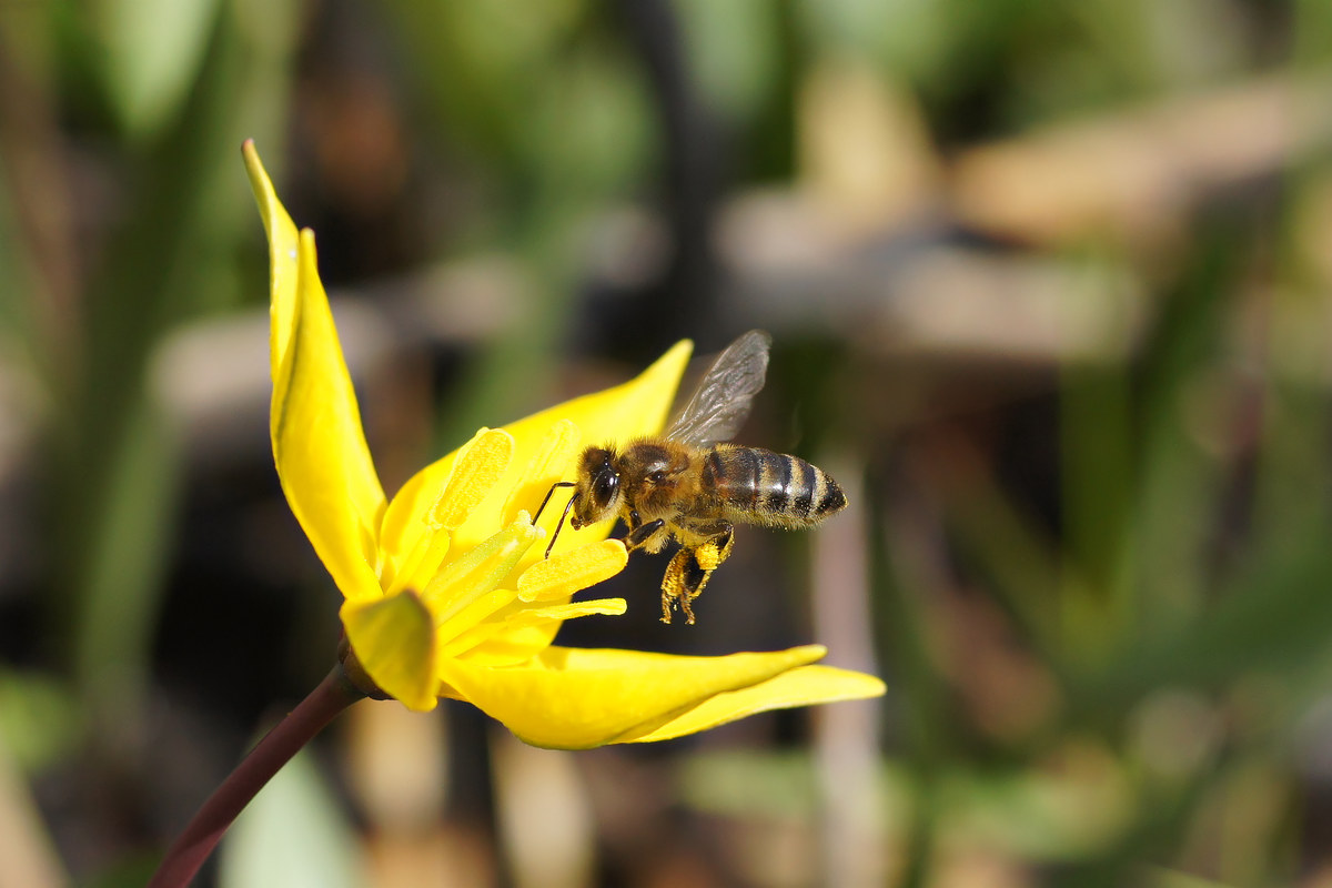 Image of Tulipa biebersteiniana specimen.