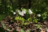 Oxalis acetosella. Цветущие растения. Беларусь, Витебская обл., окр. дер. Сурмино, смешанный елово-сосново-мелколиственный лес, близ грунтовой дороги. 09.05.2021.