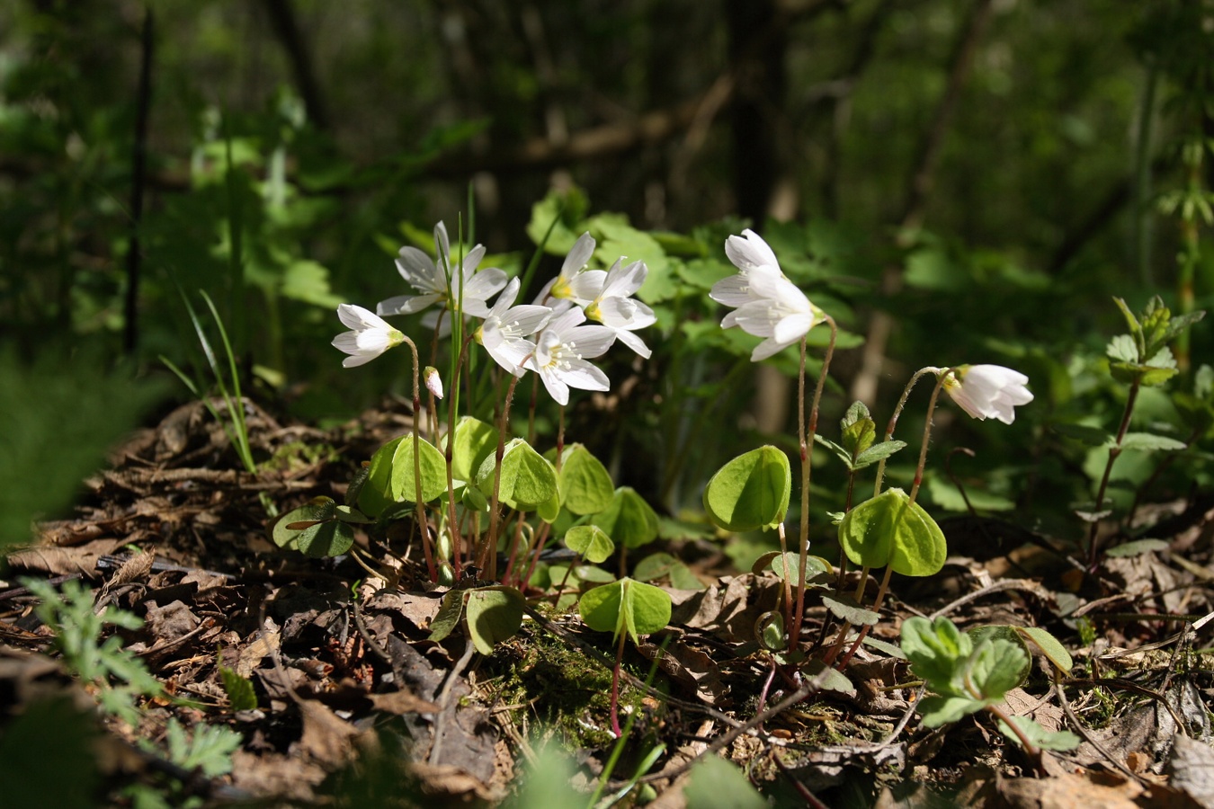 Изображение особи Oxalis acetosella.