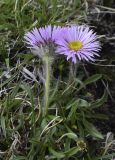 Erigeron uniflorus подвид aragonensis. Цветущие растения. Испания, автономное сообщество Каталония, провинция Жирона, комарка Рипольес, муниципалитет Сеткасес, курорт \"Вальтер 2000\", ≈2200 м н.у.м., каменистый луг. 01.06.2021.