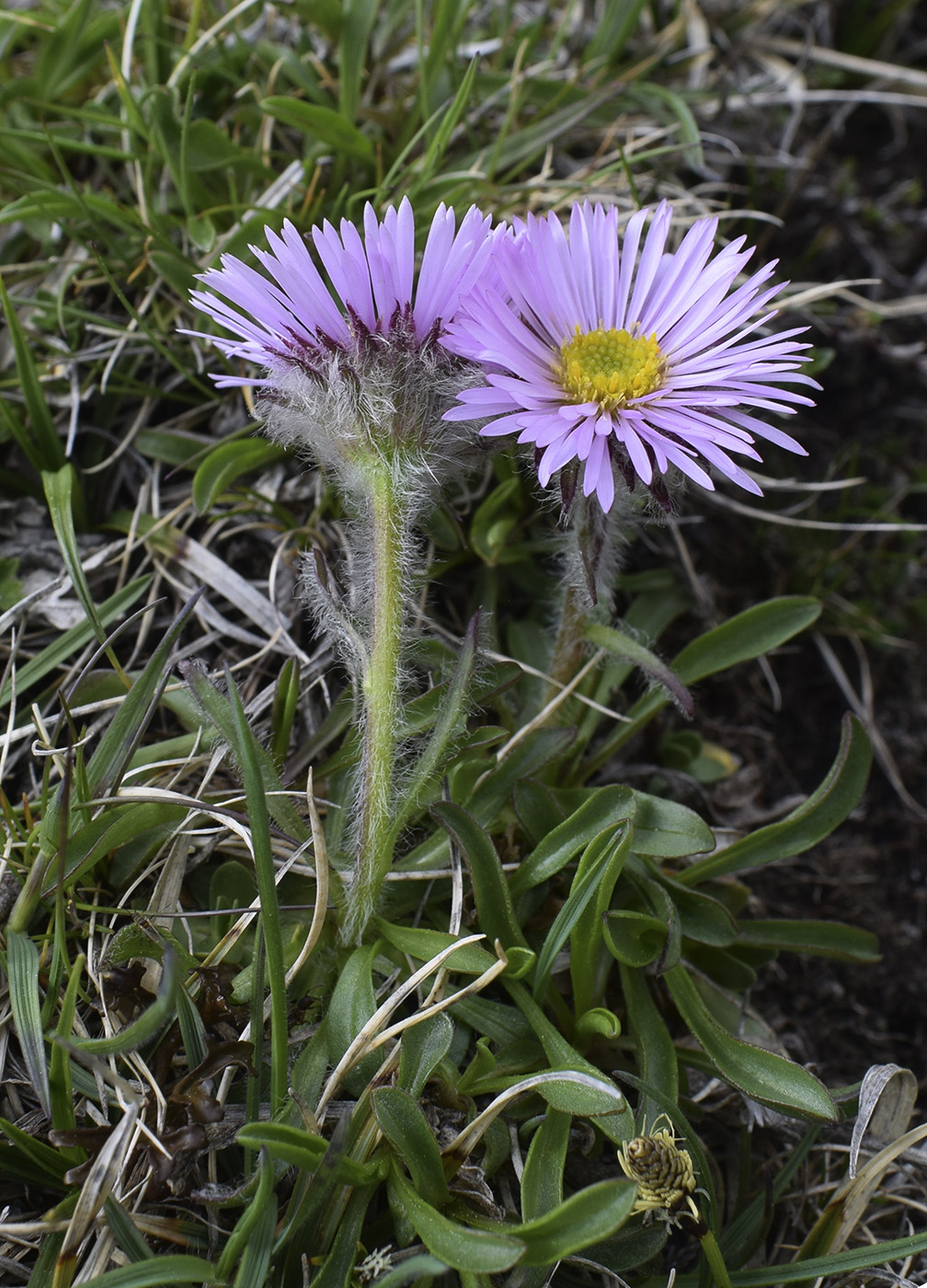 Image of Erigeron uniflorus ssp. aragonensis specimen.