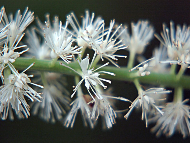 Image of Cimicifuga simplex specimen.