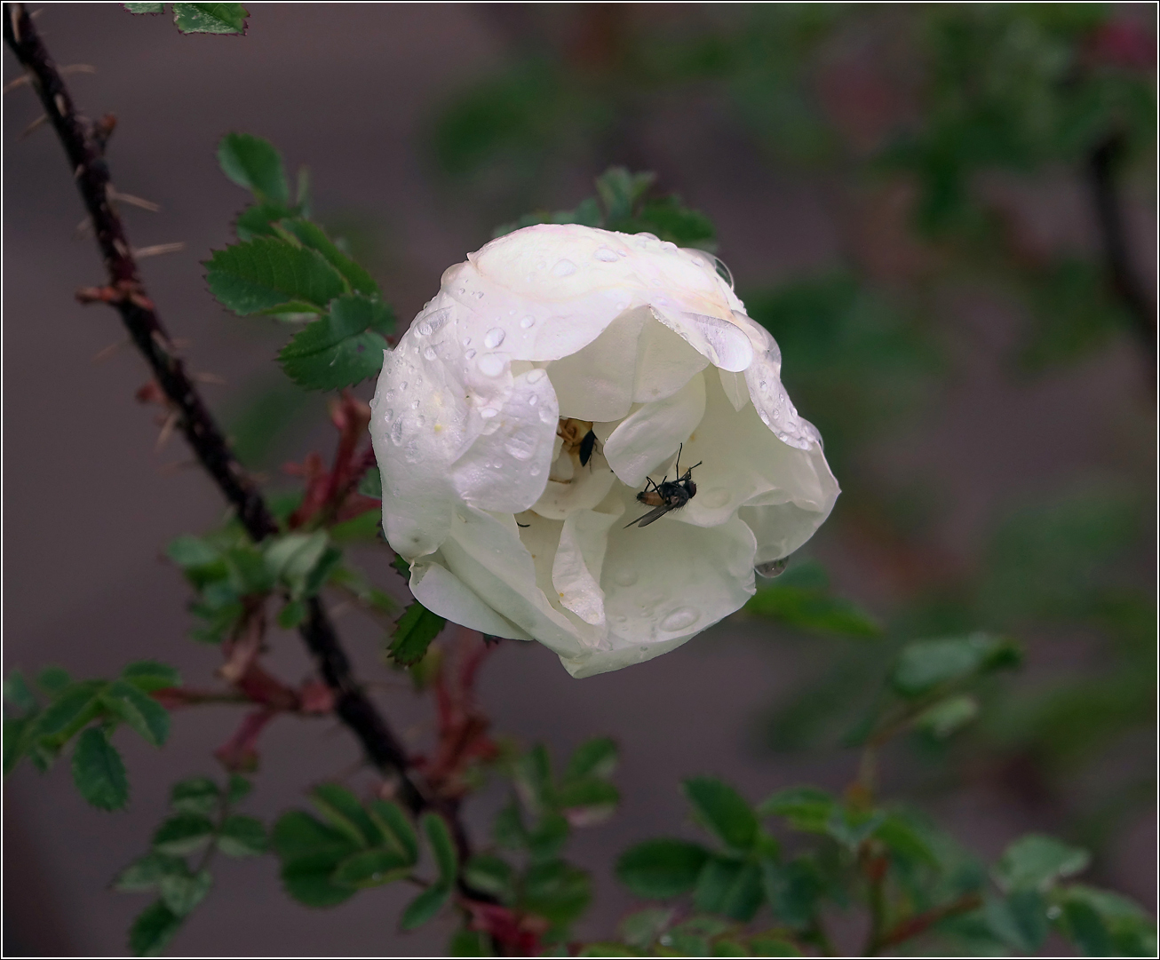 Image of Rosa spinosissima specimen.