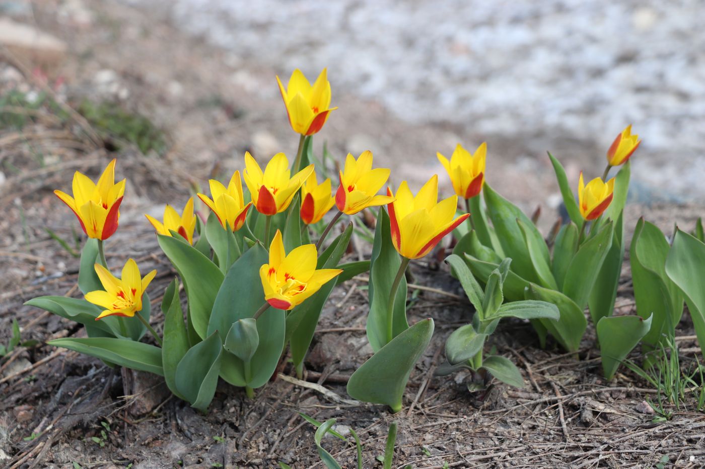 Image of Tulipa tschimganica specimen.