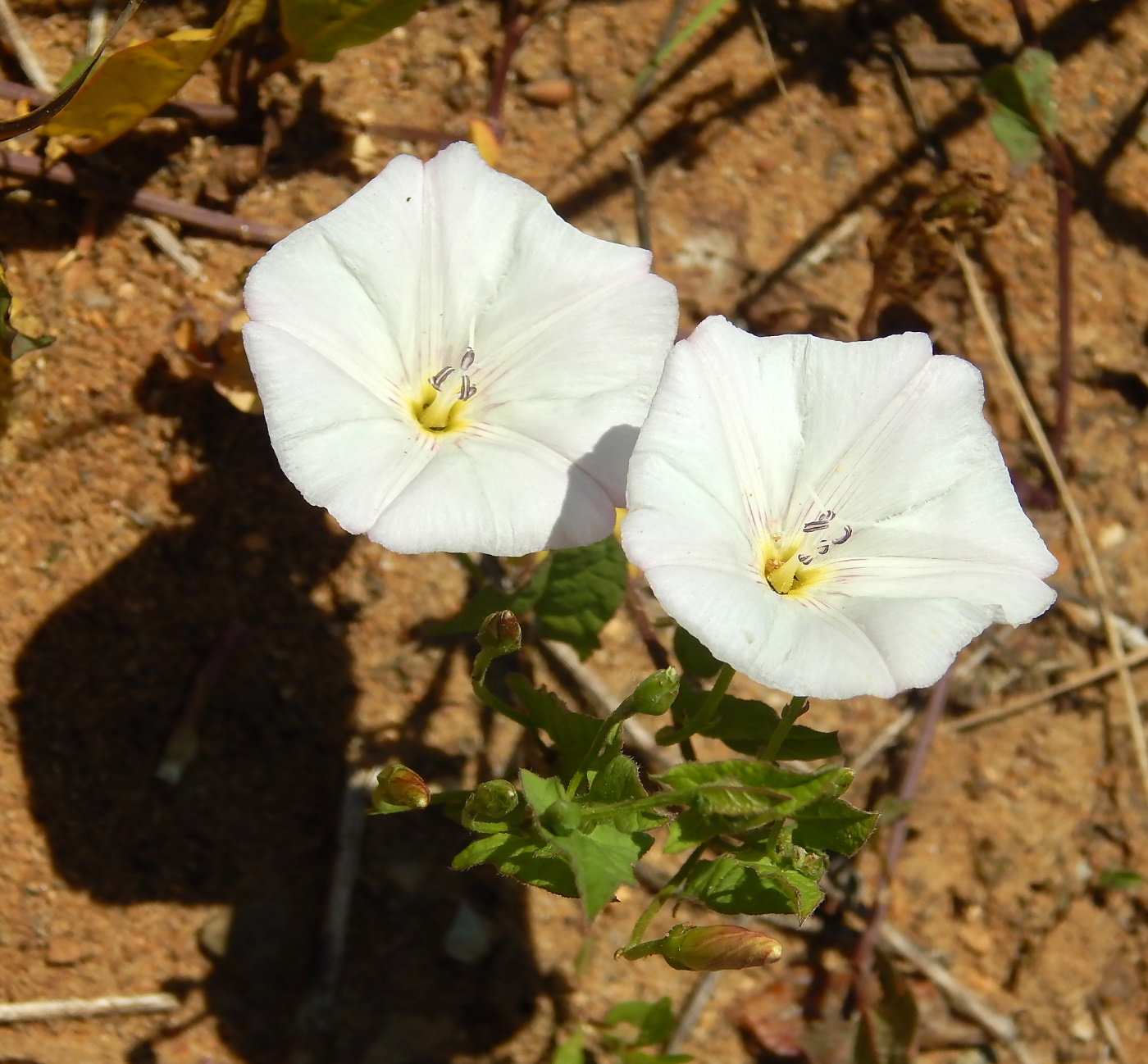 Изображение особи Convolvulus arvensis.