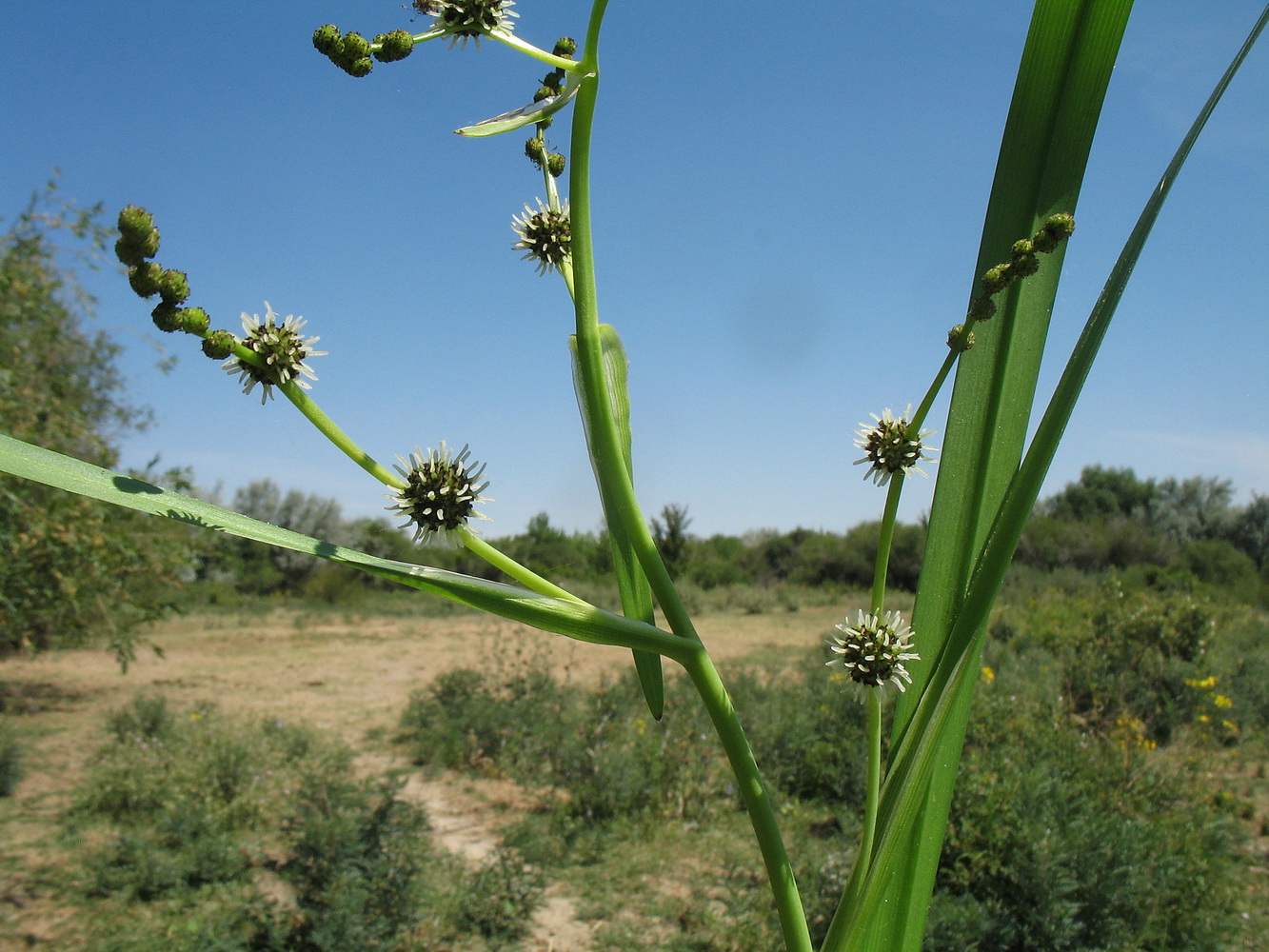 Image of Sparganium stoloniferum specimen.