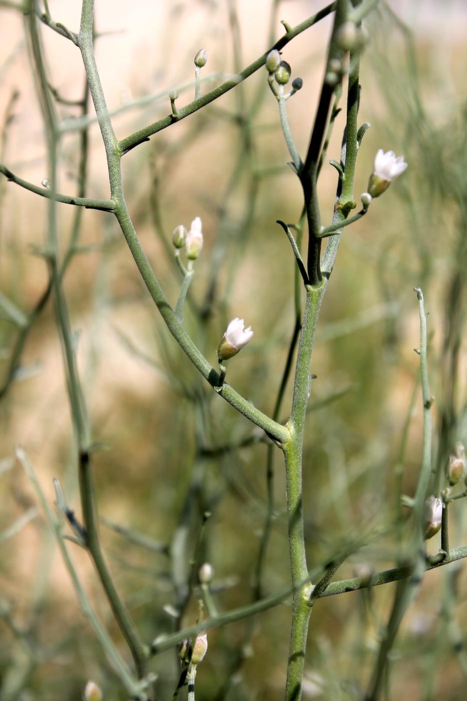 Изображение особи Convolvulus erinaceus.