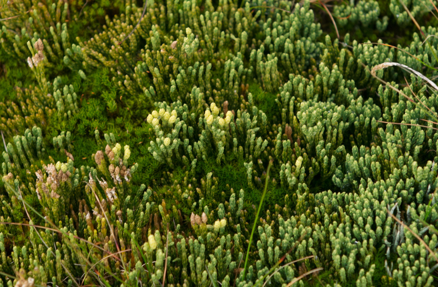 Image of Diphasiastrum alpinum specimen.