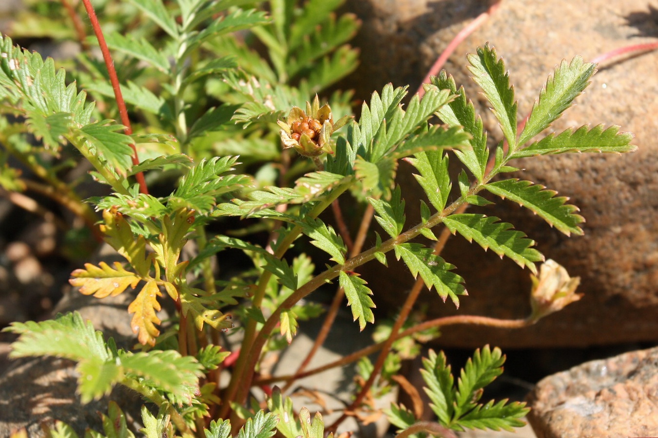 Image of Potentilla anserina specimen.