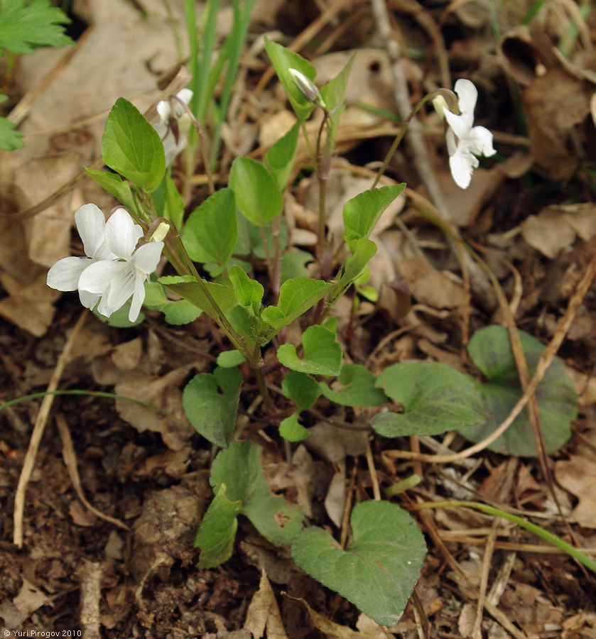 Изображение особи Viola caspia.