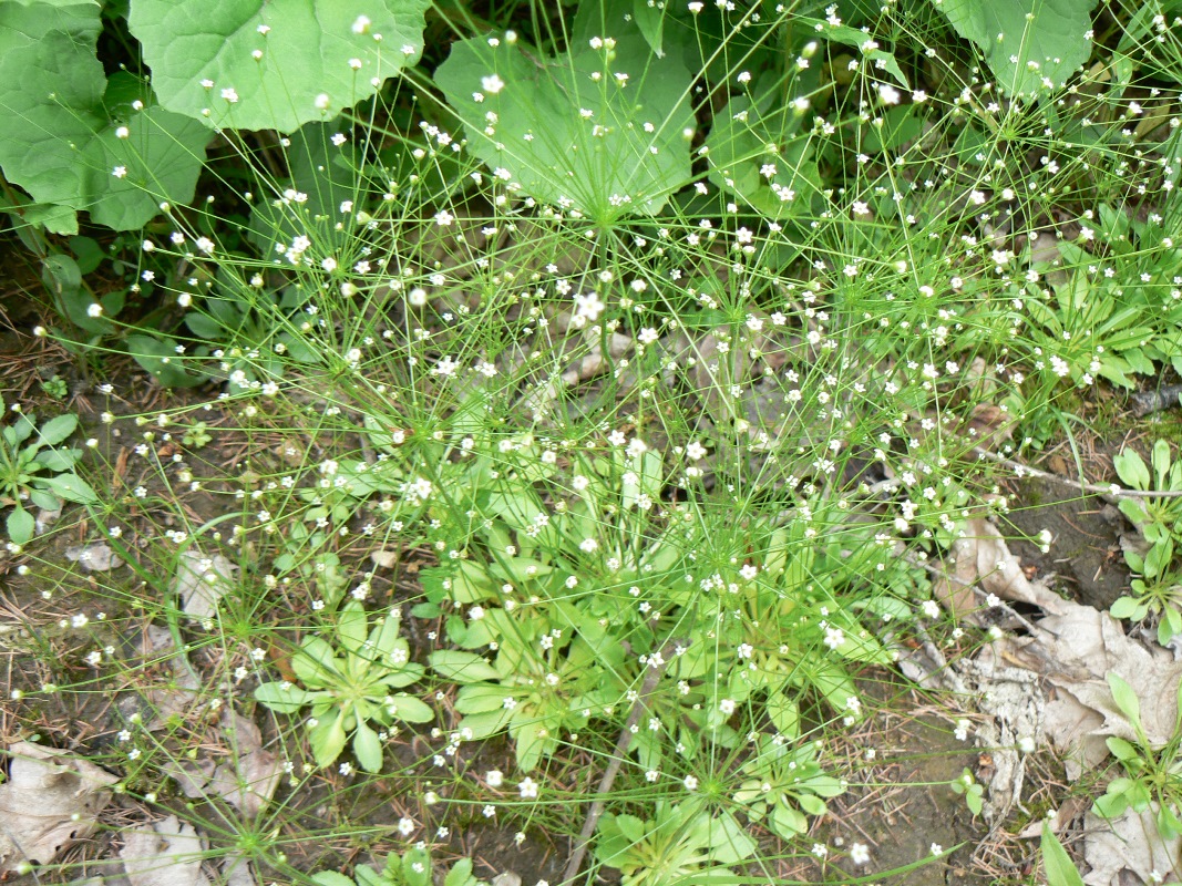 Image of Androsace filiformis specimen.