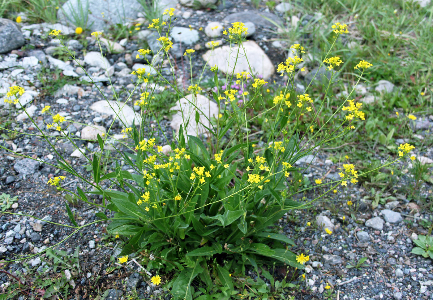 Image of Bunias orientalis specimen.