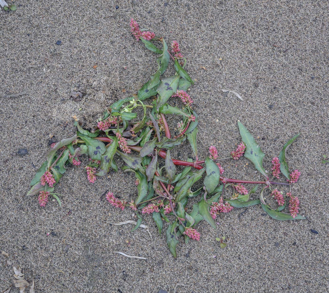 Image of Persicaria maculosa specimen.