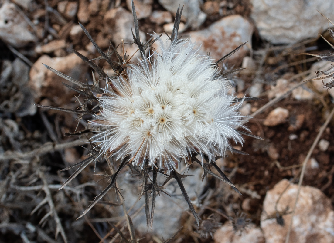 Изображение особи Carlina comosa.