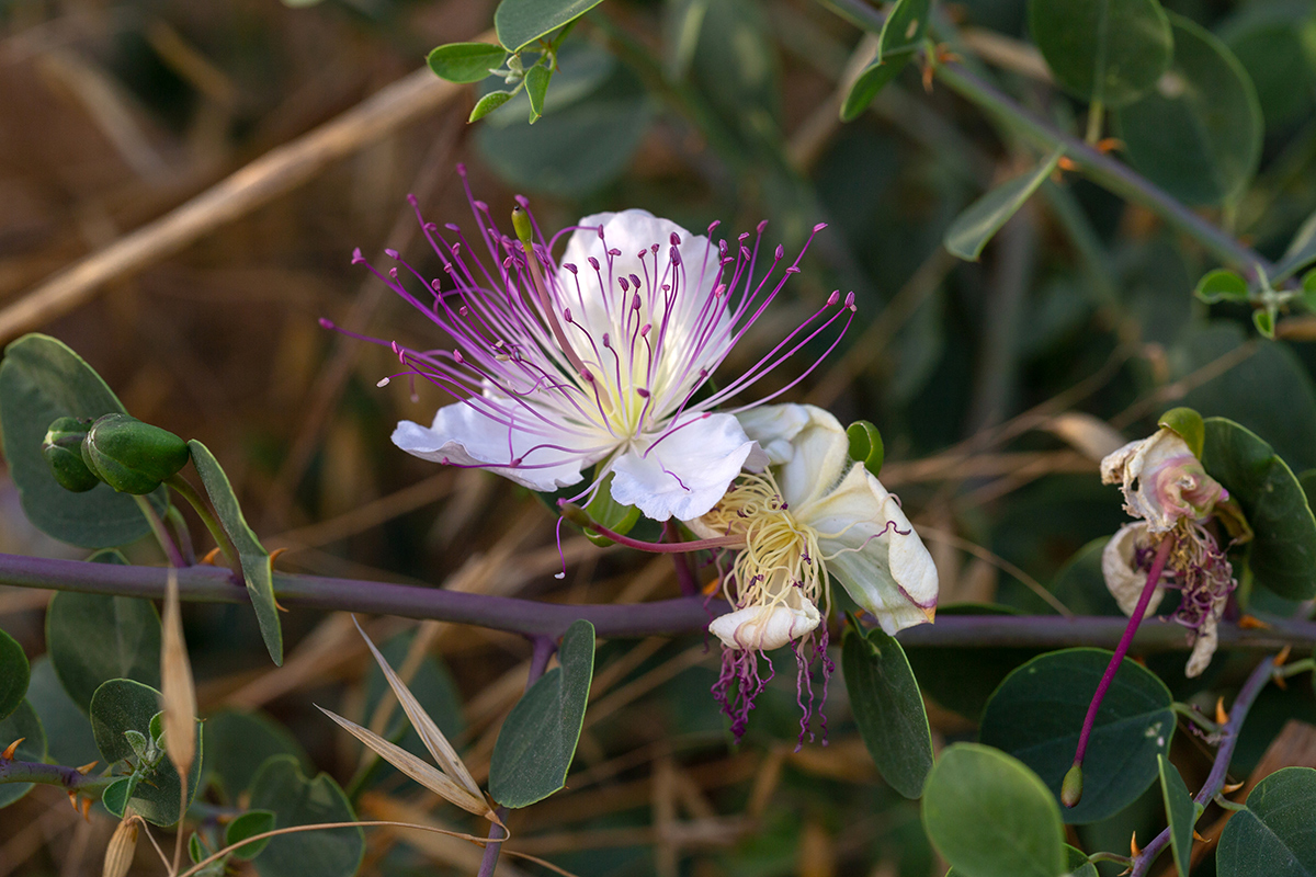 Изображение особи Capparis zoharyi.