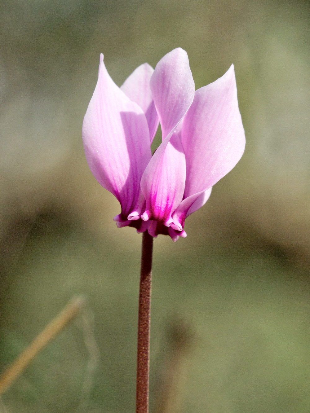 Image of Cyclamen graecum specimen.