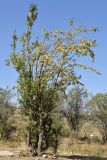 Malus domestica