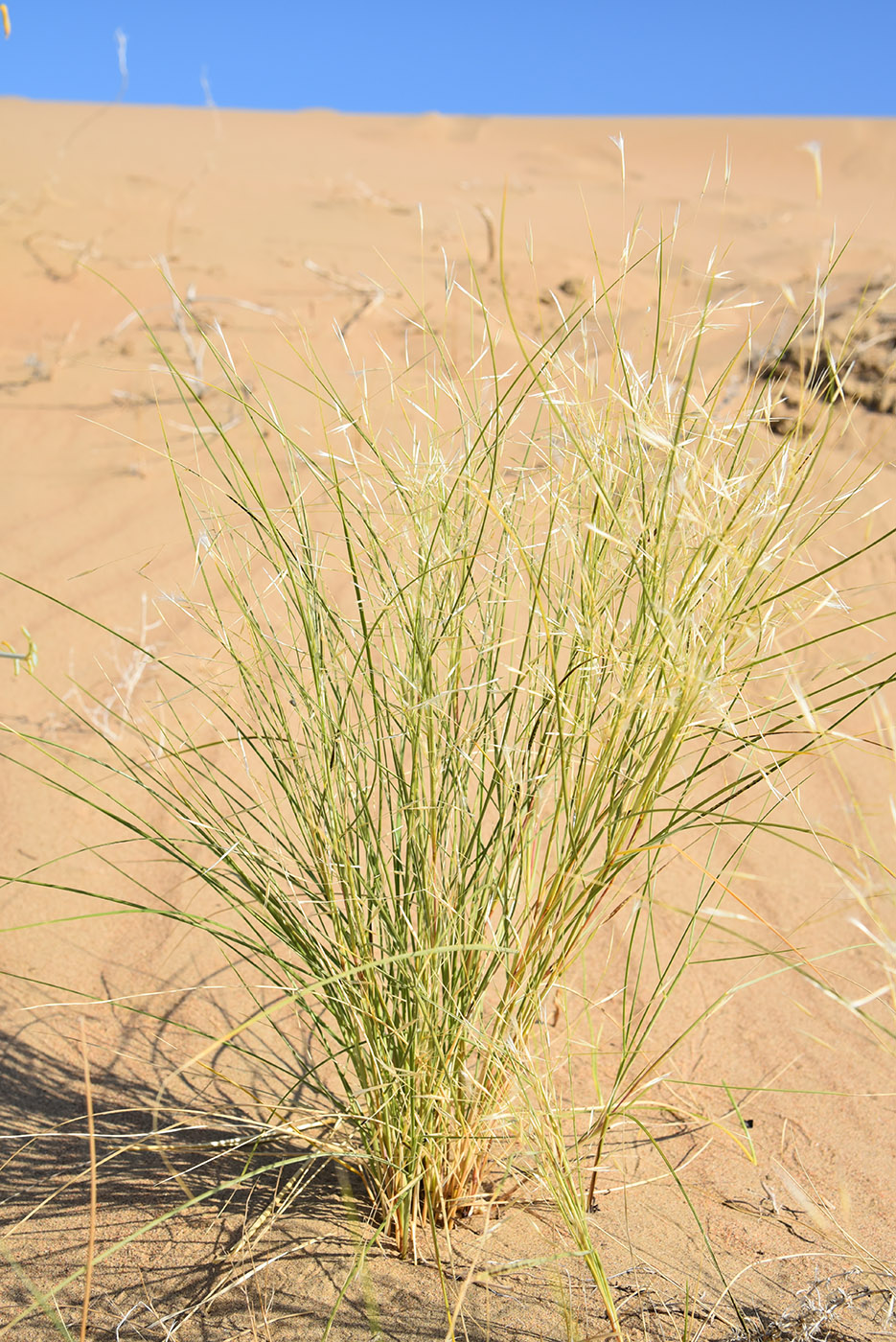 Image of Stipagrostis pennata specimen.