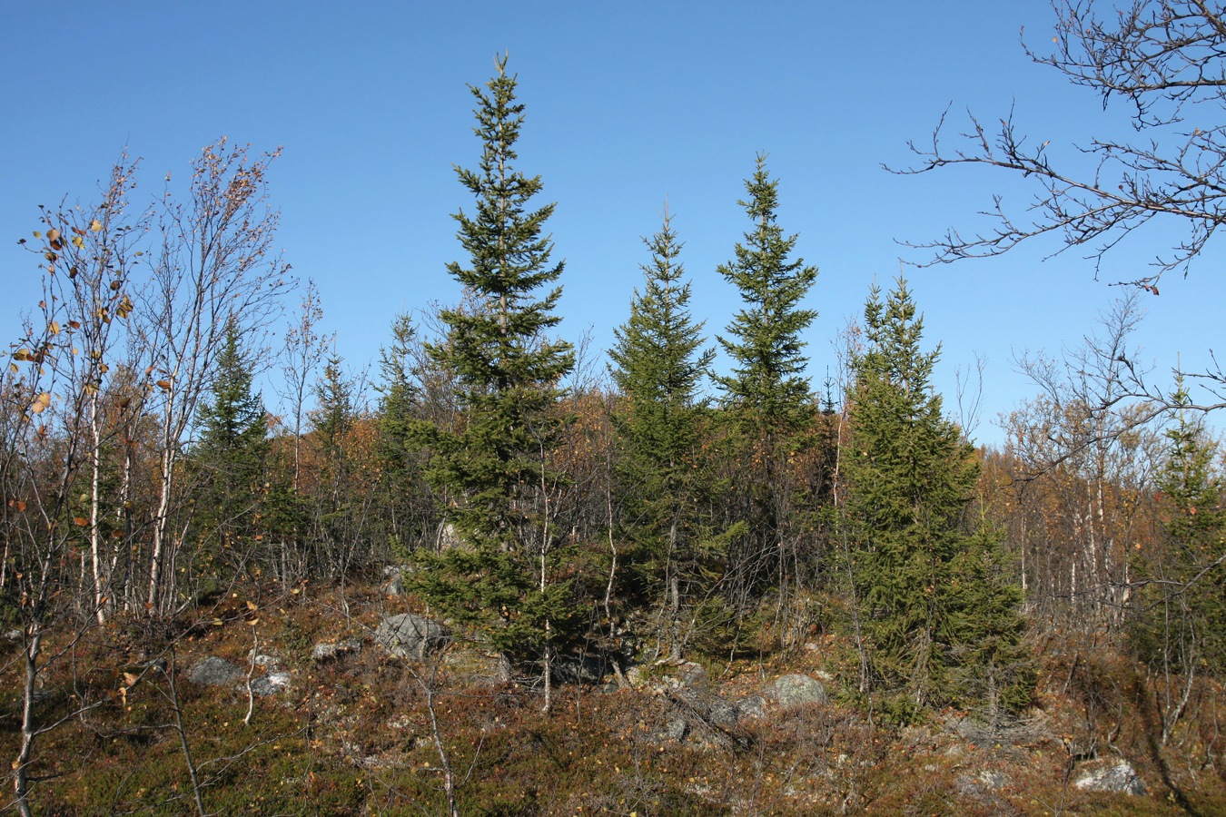 Image of Picea obovata specimen.