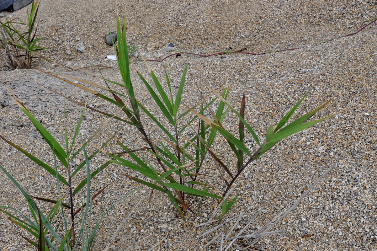 Изображение особи семейство Poaceae.