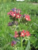 Anchusa ochroleuca
