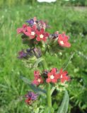 Anchusa ochroleuca