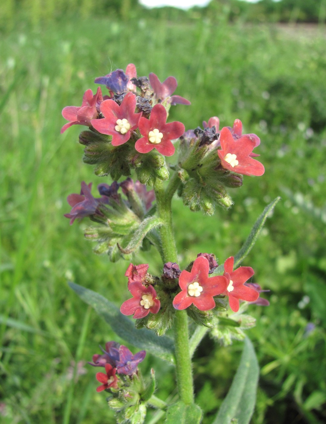 Изображение особи Anchusa ochroleuca.