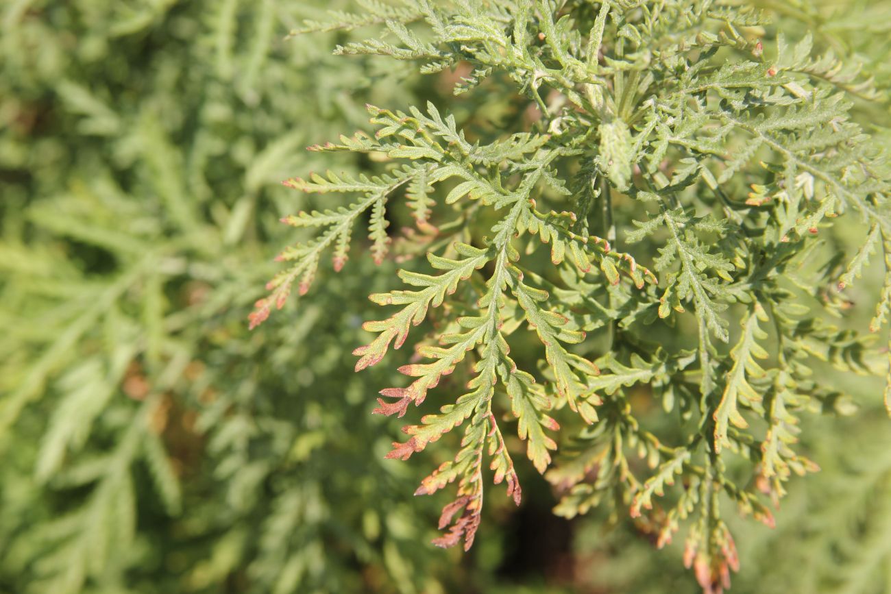 Изображение особи Artemisia stechmanniana.