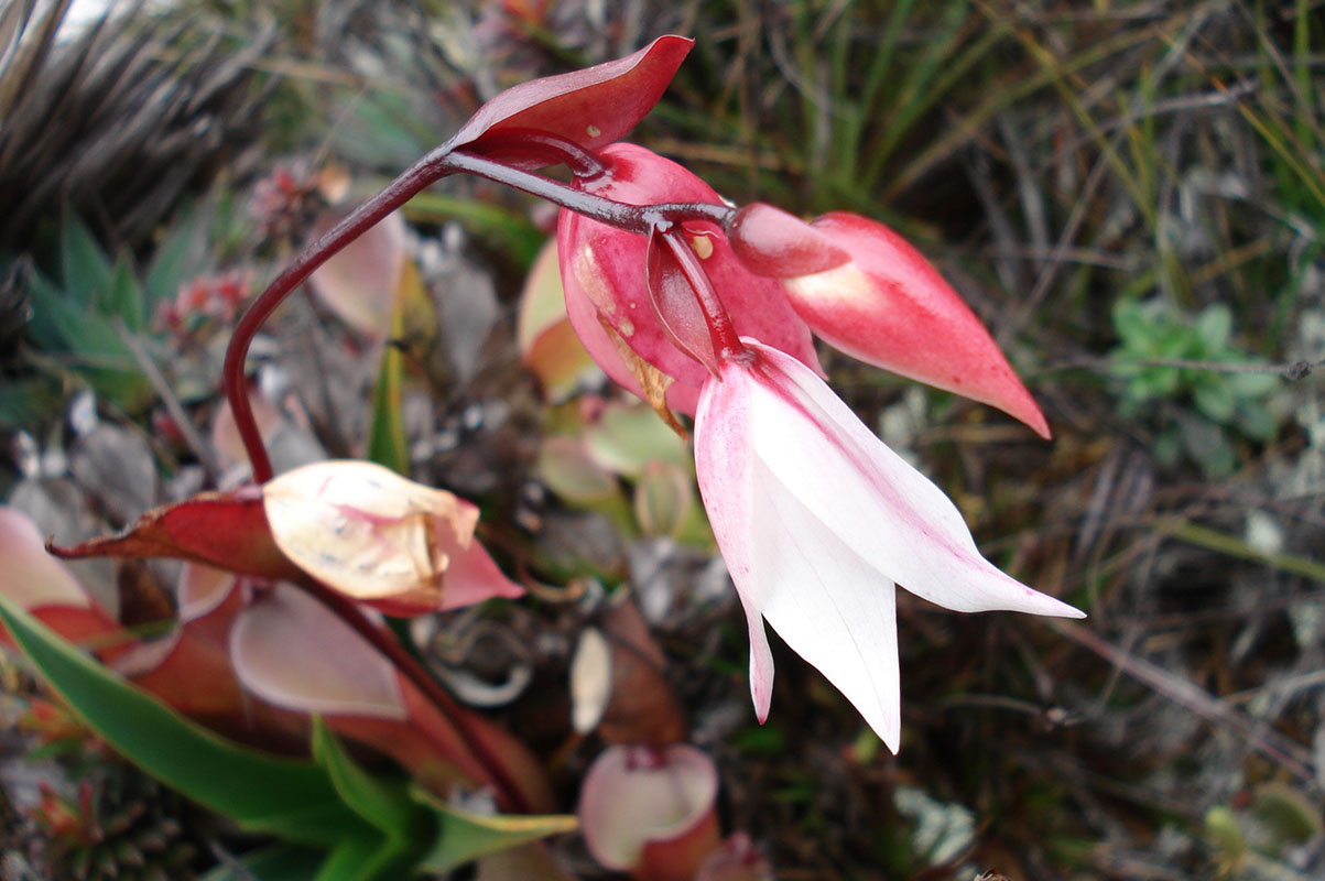 Изображение особи Heliamphora nutans.