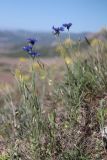 Centaurea cyanus