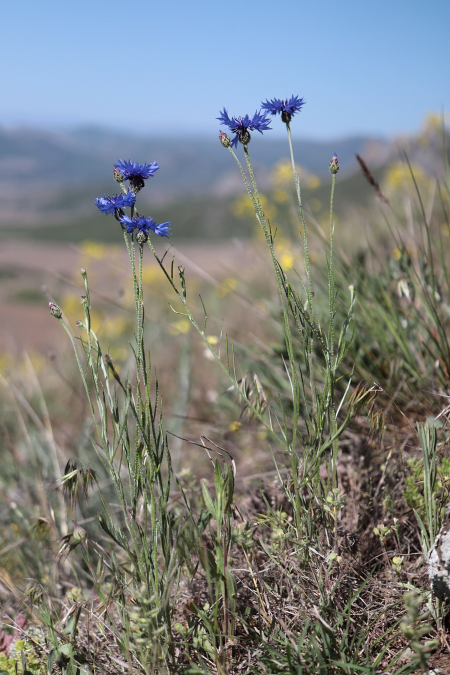 Изображение особи Centaurea cyanus.