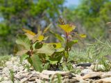 Cotinus coggygria