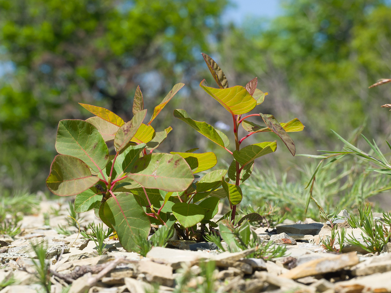 Image of Cotinus coggygria specimen.